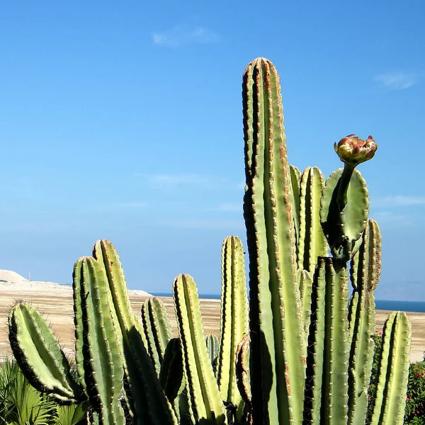 Ein Gedi San Pedro Cactus 2010 — Stock Photo, Image