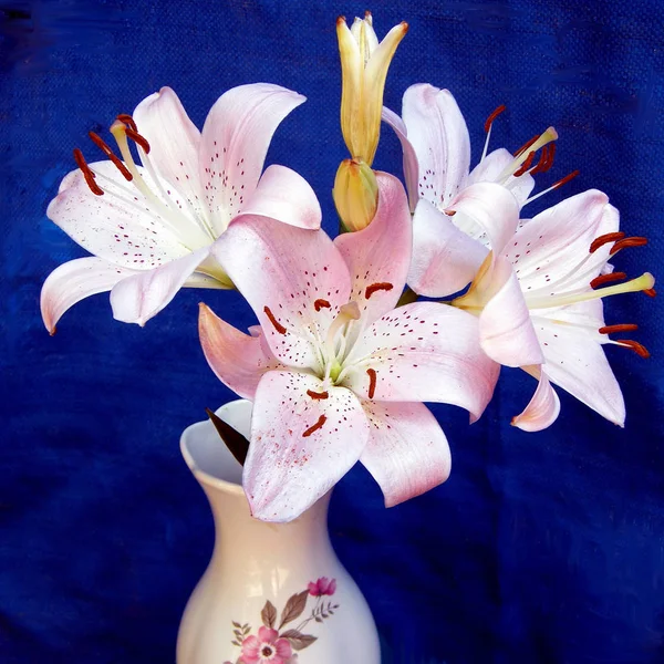 Or Yehuda Lilies 2010 — Stock Photo, Image