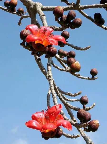 Tel aviv start park branch bombax ceiba 2007 — Stockfoto