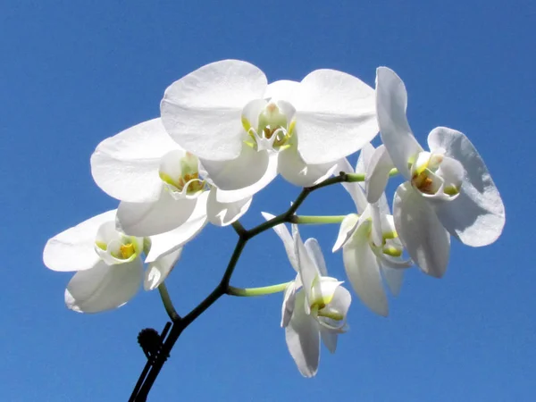 Thornhill beyaz Manolya çiçek 2013 — Stok fotoğraf