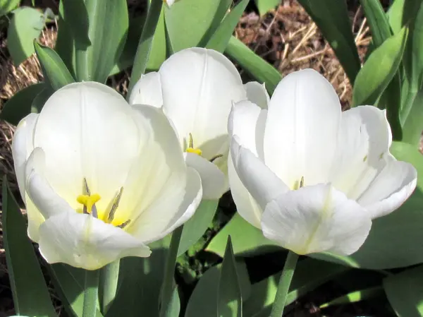 Thornhill tulipas brancas 2013 — Fotografia de Stock
