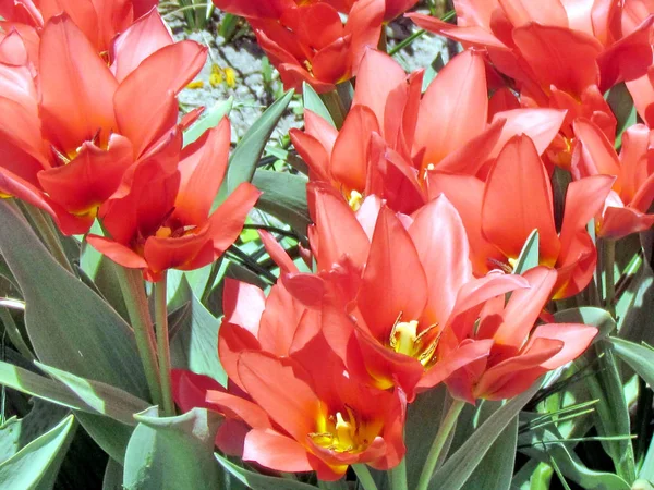 Toronto jardine les tulipes rouges 2013 — Photo