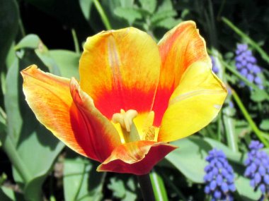 Toronto Bahçe turuncu lale 2013 