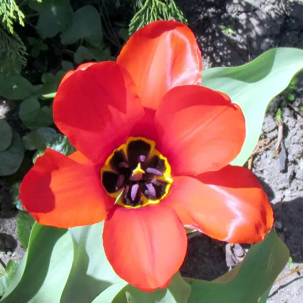 Jardin de Toronto la tulipe rouge isolée Mai 2013 — Photo