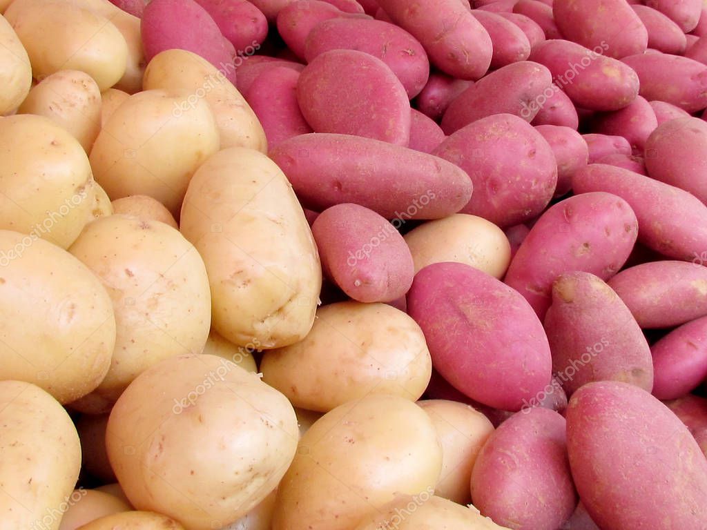 Картофель ред скарлет. Сорта белой картошки. Картофель красный и белый. Красный или белый картофель лучше. Картошка красная и белая.