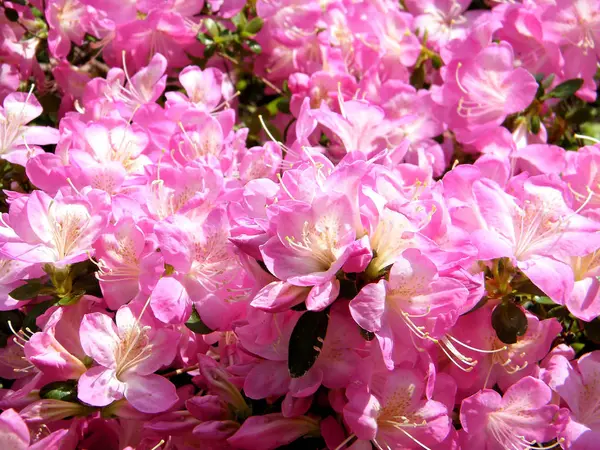 Arlington Cemetery Sakura Blossoms 2010 — Stock Photo, Image