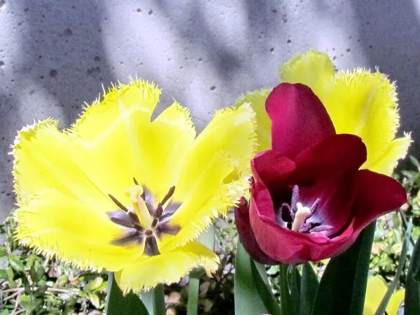 Toronto jardim amarelo franjas e tulipas vermelhas 2013 — Fotografia de Stock