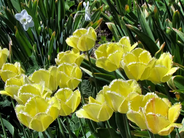 Toronto jardin tulipes frangées jaunes 2013 — Photo