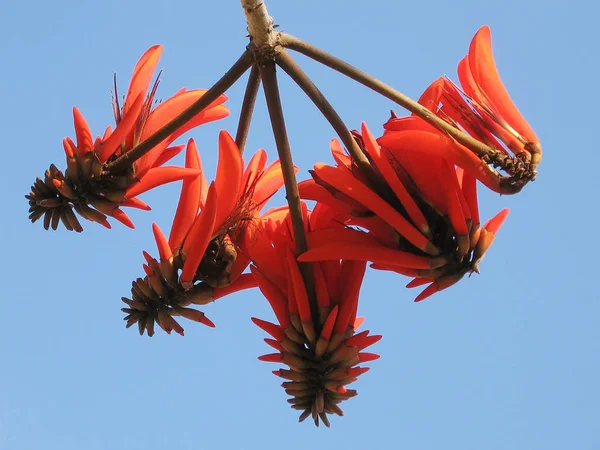 Або Ієгуда Neve Savyon Coral дерево квіти 2007 — стокове фото