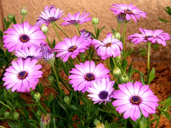 Or Yehuda Purple Osteospermum 2010 — Stock Photo, Image