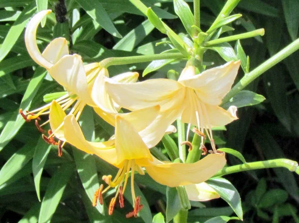 Toronto Garden Ambrosia Lily 2014 — Stock Fotó