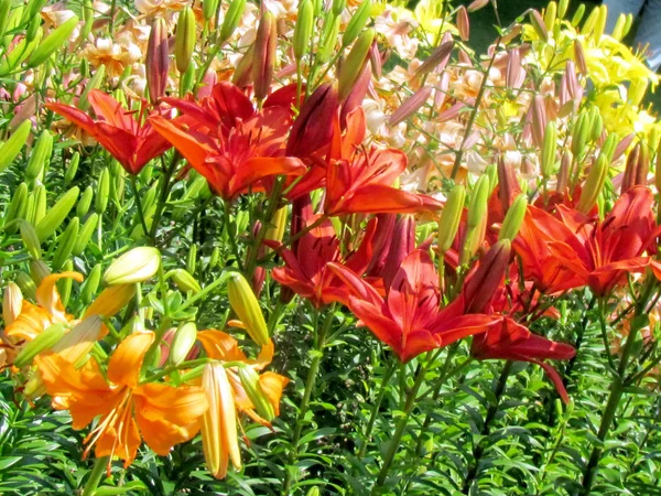 Toronto Garden Merrick liliom virág 2014 — Stock Fotó