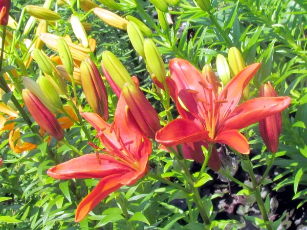 Toronto Garden Merrick lily 2014 Stock Image