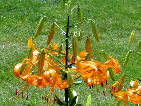 Toronto Garden orange lilies 2014 — Stock Photo, Image