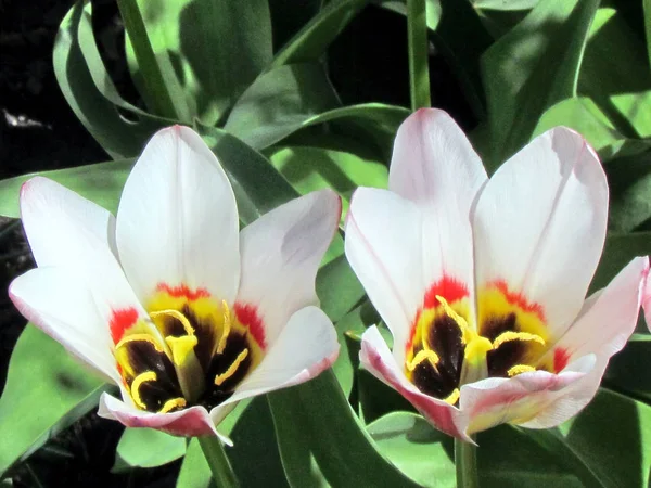 Toronto jardim Fronteira Legend tulipa flor 2013 — Fotografia de Stock