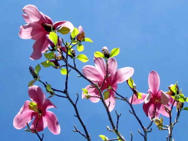 Toronto jardín rosa magnolia 2013 — Foto de Stock