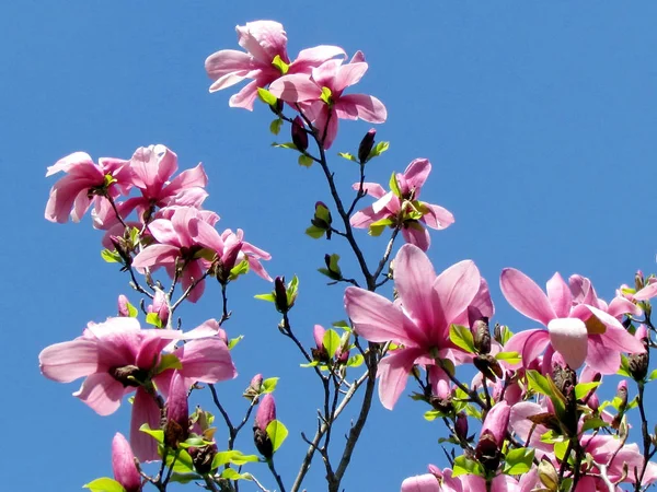 Toronto ogród różowy Magnolia kwiaty 2013 — Zdjęcie stockowe