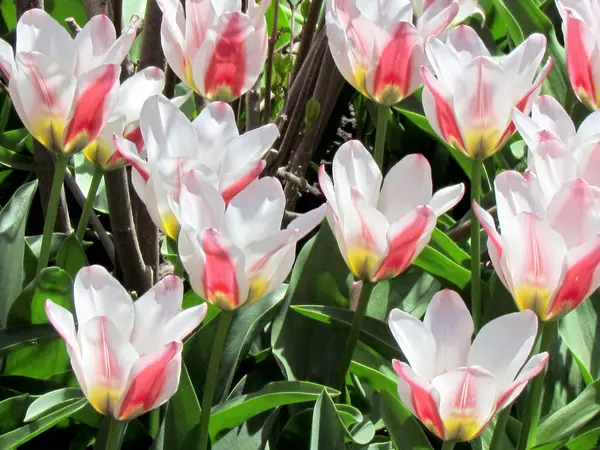 Jardin de Toronto la belle tulipe 2013 — Photo