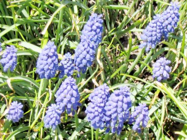 Toronto Bahçe Liriope muscari 2013