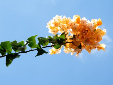 Veya Yehuda sarı Bougainvillia 2010