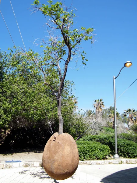 Jaffa árbol por encima del suelo 2011 — Foto de Stock