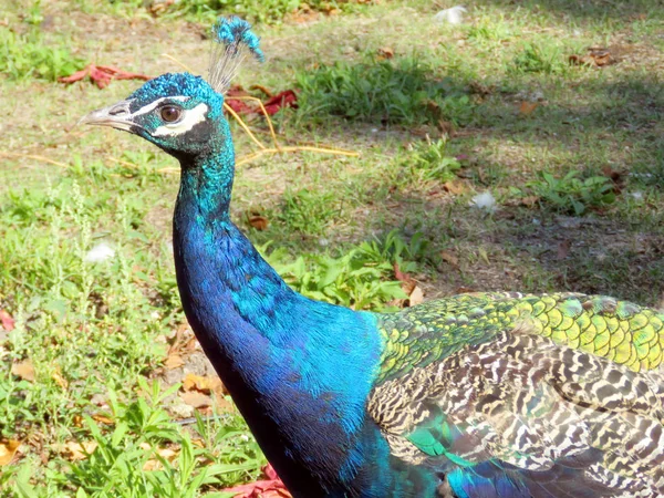 Penas peafowl Toronto Lake 2016 — Fotografia de Stock