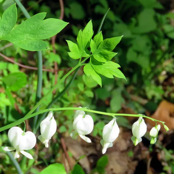 Mclean the Dutchman 's Breeches 2016 — стоковое фото