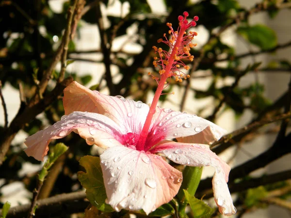 Lub Yehuda Hibiscus na białym tle 2011 — Zdjęcie stockowe