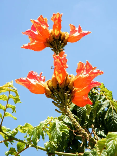 Veya Yehuda Spathodea campanulata şube 2010 — Stok fotoğraf