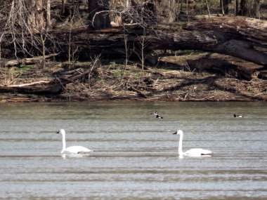 Potomac 2017 yüzme Tundra kuğu