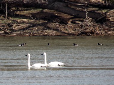 Potomac Tundra kuğu ve ördekler 2017