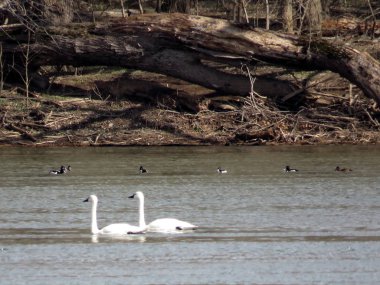 Potomac Tundra kuğular ve ördekler 2017 