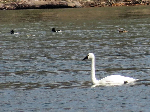 Potomac Tundra Swan swimming 2017 — Stock Photo, Image