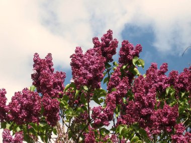 Thornhill leylak 2008