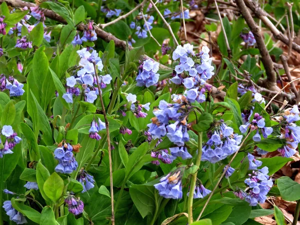 Bluebells Potomac 2017 — Fotografia de Stock