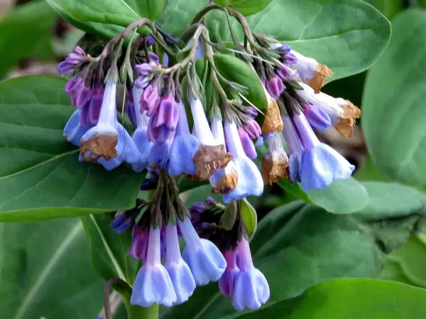 Potomac Bluebell λουλούδι Μαρτίου 2017 — Φωτογραφία Αρχείου