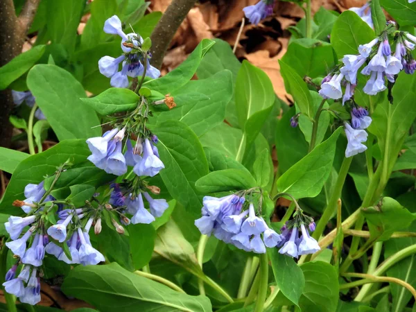 Potomac os Bluebells 2017 — Fotografia de Stock