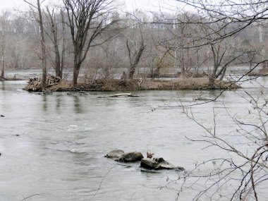 Potomac Nehri manzara bahar 2017