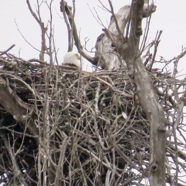 Potomac kel kartal yuvası bahar 2017