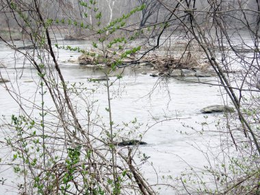  Potomac Nehri ağaçlar 2017 bahar
