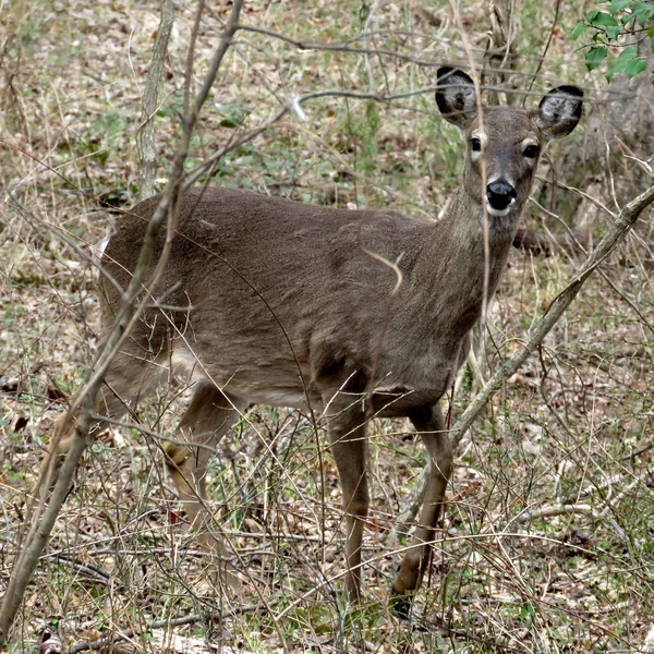 2017年3月森林中的美利鹿 — 图库照片