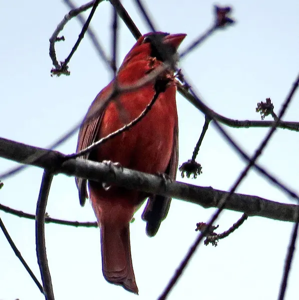 Mclean roter Kardinal auf einem Zweig 2017 — Stockfoto