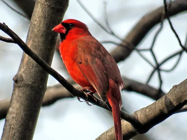 Mclean Red Cardinal on a tree 2017 — Stock Photo, Image