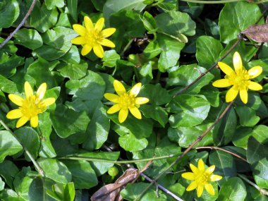 McLean küçük kırlangıçotu 2017 