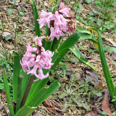 McLean pembe çingene Kraliçe 2017 