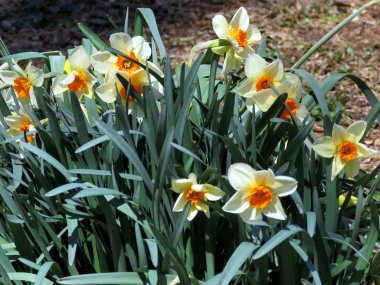 McLean nergis çiçek 2017 