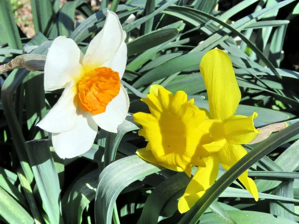 Mclean Narciso branco e amarelo 2017 — Fotografia de Stock