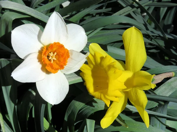 Маклін білого й жовтого Нарцис квіти 2017 — стокове фото