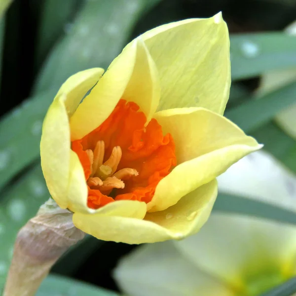 Mclean flor Narciso amarelo 2017 — Fotografia de Stock