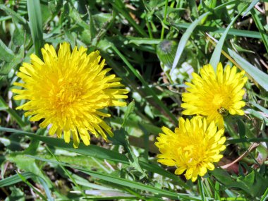 Thornhill karahindiba çiçek 2017 